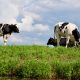 Cows grazing in field