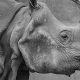 Closeup of black rhino