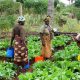 Women farmers in Tanzania