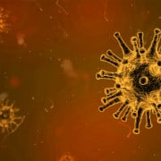 Viruses in the human body