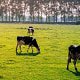 Dairy cows grazing in a field