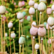 Poppy plants