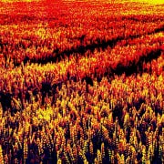 A field of wheat