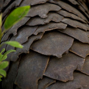 close-up view of scales on a pangolin