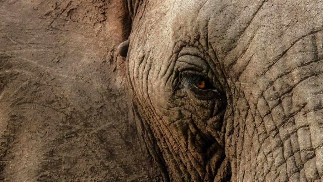 close-up eye of an elephant