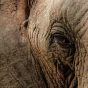 close-up eye of an elephant