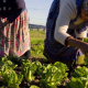 Women working in a small farm garden in Cape Town