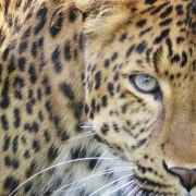 Close-up of a leopard