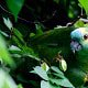 A green parrot in a tree