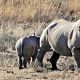 Black rhino female with her calf