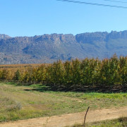 A field of fruit trees on a fruit farm, with mountains in the background