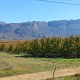 A field of fruit trees on a fruit farm, with mountains in the background